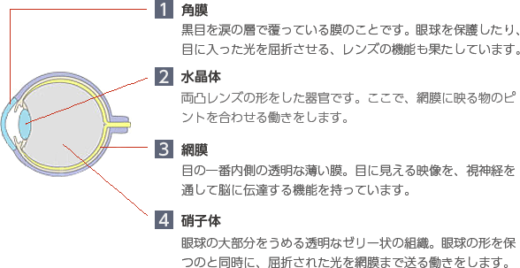 眼の仕組み